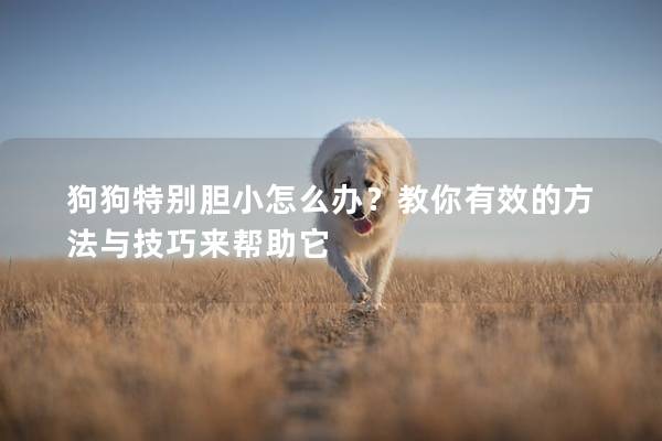 狗狗特別膽小怎么辦？教你有效的方法與技巧來幫助它