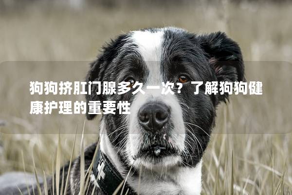 狗狗擠肛門腺多久一次？了解狗狗健康護理的重要性