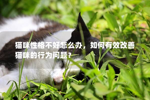 貓咪性格不好怎么辦，如何有效改善貓咪的行為問題？