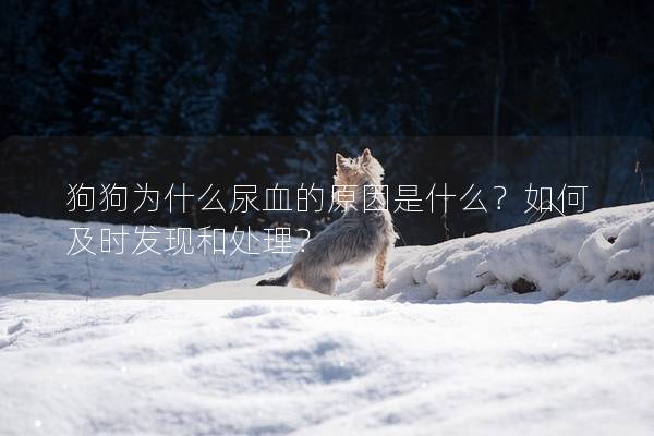 狗狗為什么尿血的原因是什么？如何及時(shí)發(fā)現(xiàn)和處理？