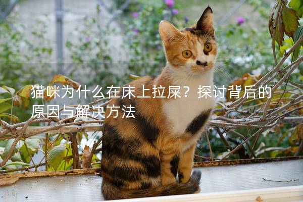 貓咪為什么在床上拉屎？探討背后的原因與解決方法
