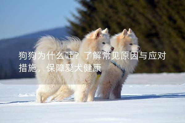 狗狗為什么吐？了解常見原因與應對措施，保障愛犬健康
