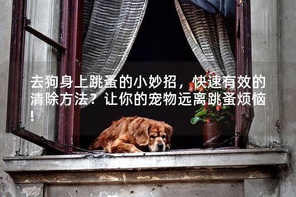 去狗身上跳蚤的小妙招，快速有效的清除方法？讓你的寵物遠(yuǎn)離跳蚤煩惱!