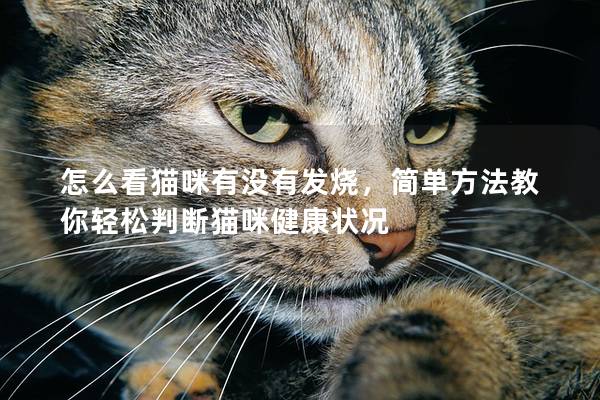 怎么看貓咪有沒有發燒，簡單方法教你輕松判斷貓咪健康狀況