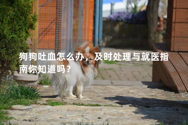 狗狗吐血怎么辦，及時處理與就醫指南你知道嗎？