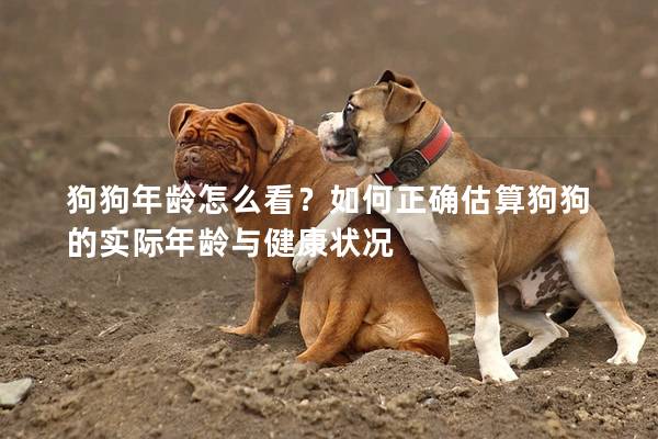 狗狗年齡怎么看?如何正確估算狗狗的實(shí)際年齡與健康狀況 狗狗年齡怎么看?如何正確估算狗狗的實(shí)際年齡與健康狀況