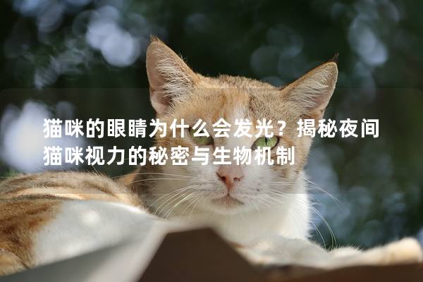貓咪的眼睛為什么會發光？揭秘夜間貓咪視力的秘密與生物機制