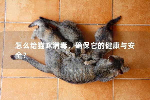 怎么給貓咪消毒，確保它的健康與安全？