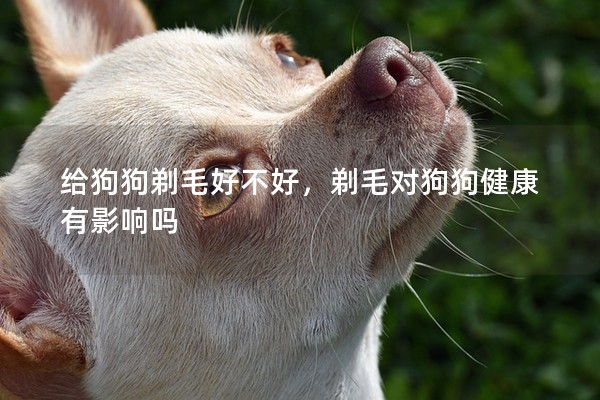 給狗狗剃毛好不好，剃毛對狗狗健康有影響嗎