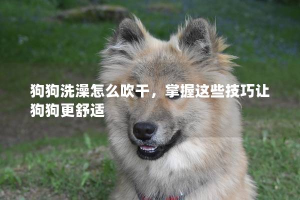 狗狗洗澡怎么吹干，掌握這些技巧讓狗狗更舒適