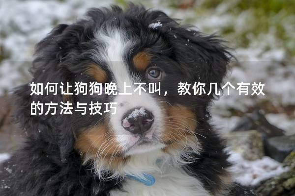 如何讓狗狗晚上不叫，教你幾個有效的方法與技巧