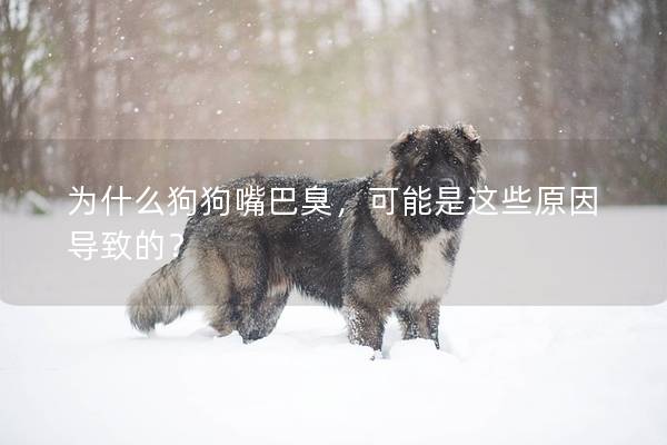 為什么狗狗嘴巴臭，可能是這些原因?qū)е碌模? title=