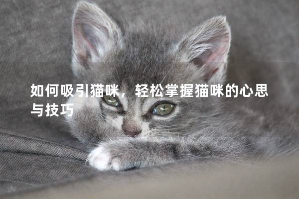 如何吸引貓咪,輕松掌握貓咪的心思與技巧 如何吸引貓咪,輕松掌握貓咪的心思與技巧