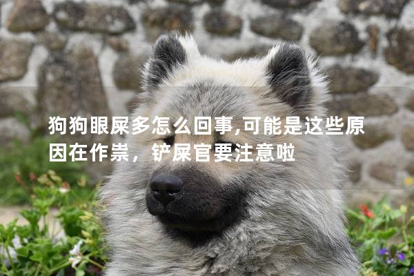 狗狗眼屎多怎么回事,可能是這些原因在作祟，鏟屎官要注意啦