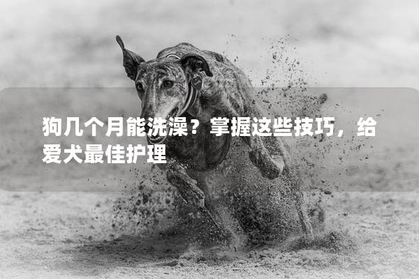 狗幾個月能洗澡？掌握這些技巧，給愛犬最佳護理