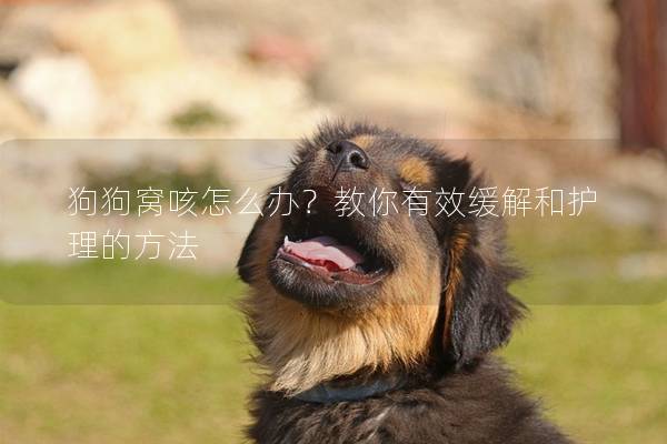 狗狗窩咳怎么辦？教你有效緩解和護理的方法