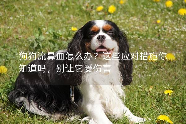狗狗流鼻血怎么辦？這些應對措施你知道嗎，別讓它受傷害