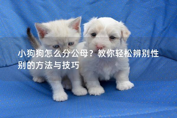 小狗狗怎么分公母？教你輕松辨別性別的方法與技巧