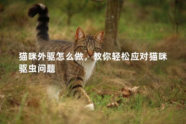 貓咪外驅怎么做，教你輕松應對貓咪驅蟲問題