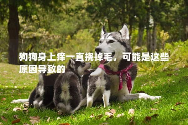 狗狗身上癢一直撓掉毛,可能是這些原因導致的 狗狗身上癢一直撓掉毛,可能是這些原因導致的