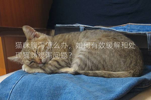 貓咪腹瀉怎么辦，如何有效緩解和處理貓咪腹瀉問題？