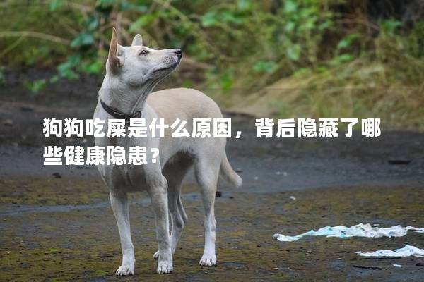 狗狗吃屎是什么原因，背后隱藏了哪些健康隱患？