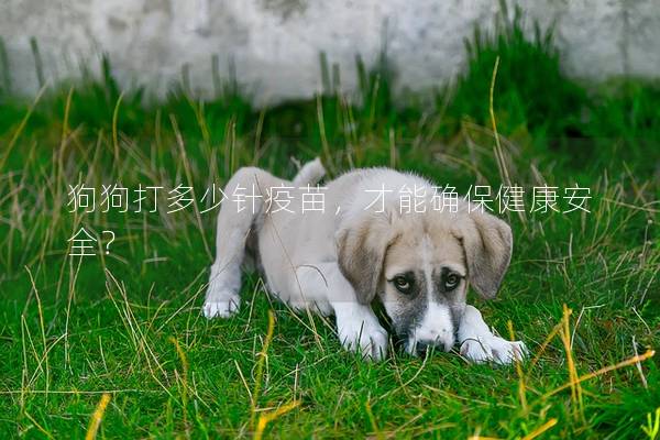 狗狗打多少針疫苗，才能確保健康安全？