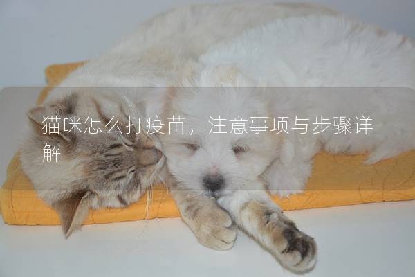 貓咪怎么打疫苗，注意事項與步驟詳解