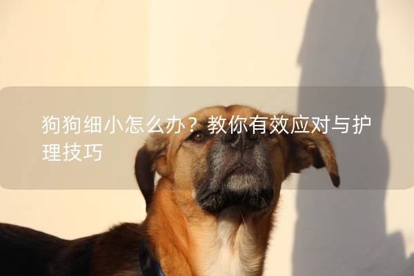 狗狗細(xì)小怎么辦？教你有效應(yīng)對與護(hù)理技巧