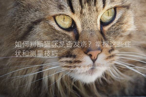 如何判斷貓咪是否發(fā)燒?掌握這些癥狀和測量技巧 如何判斷貓咪是否發(fā)燒?掌握這些癥狀和測量技巧