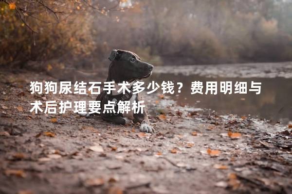 狗狗尿結石手術多少錢?費用明細與術后護理要點解析 狗狗尿結石手術多少錢?費用明細與術后護理要點解析