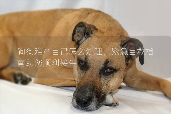 狗狗難產自己怎么處理，緊急自救指南助您順利接生