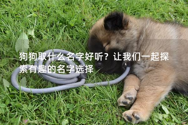 狗狗取什么名字好聽？讓我們一起探索有趣的名字選擇