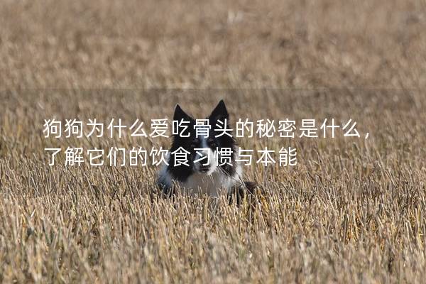 狗狗為什么愛吃骨頭的秘密是什么，了解它們的飲食習慣與本能
