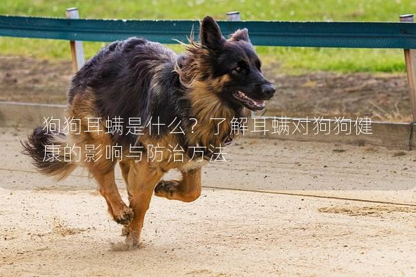 狗狗耳螨是什么？了解耳螨對狗狗健康的影響與防治方法