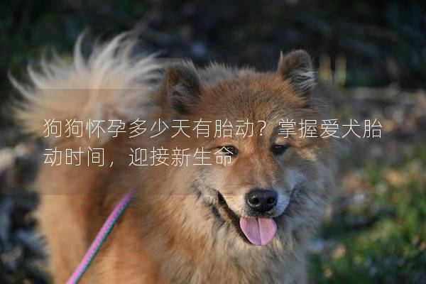 狗狗懷孕多少天有胎動？掌握愛犬胎動時間，迎接新生命