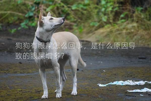 狗狗有眼屎怎么回事，是什么原因導致的眼屎增多？