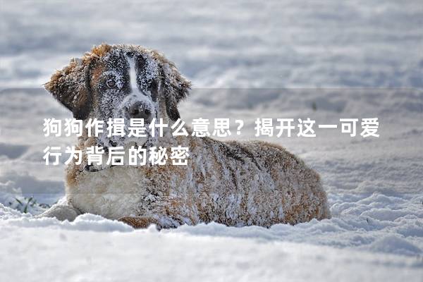 狗狗作揖是什么意思？揭開這一可愛行為背后的秘密