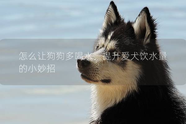 怎么讓狗狗多喝水，提升愛犬飲水量的小妙招