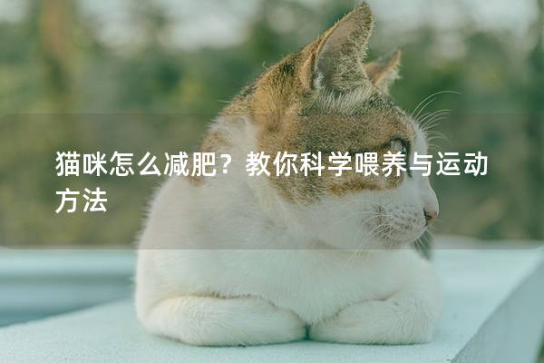貓咪怎么減肥?教你科學(xué)喂養(yǎng)與運(yùn)動(dòng)方法