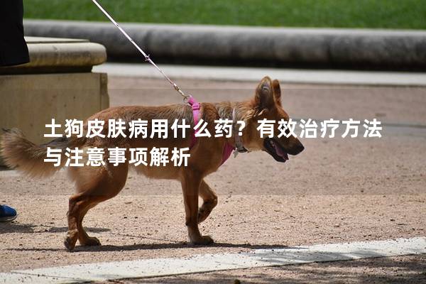 土狗皮膚病用什么藥？有效治療方法與注意事項解析