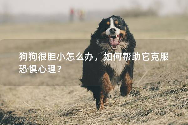 狗狗很膽小怎么辦，如何幫助它克服恐懼心理？