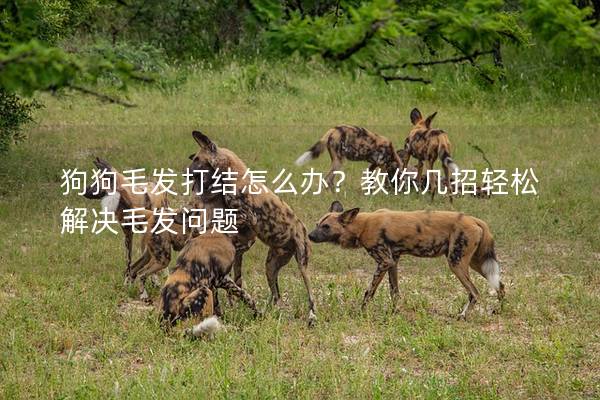 狗狗毛發打結怎么辦？教你幾招輕松解決毛發問題