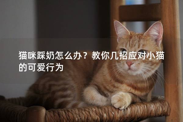 貓咪踩奶怎么辦？教你幾招應對小貓的可愛行為