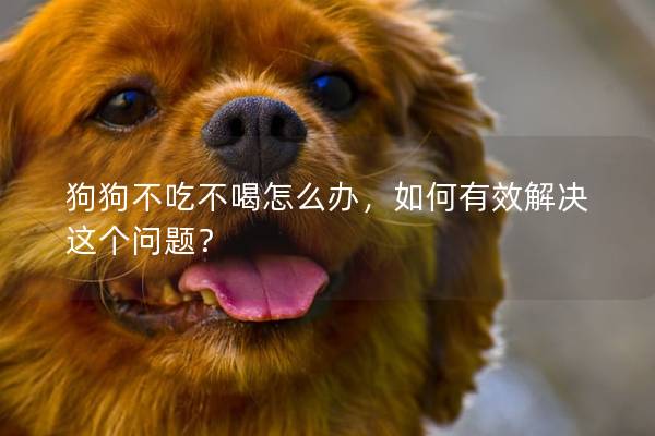 狗狗不吃不喝怎么辦，如何有效解決這個問題？