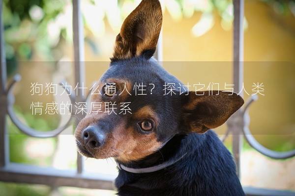 狗狗為什么通人性？探討它們與人類情感的深厚聯系