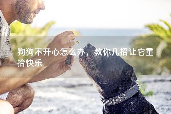 狗狗不開心怎么辦，教你幾招讓它重拾快樂