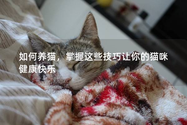 如何養貓,掌握這些技巧讓你的貓咪健康快樂 如何養貓,掌握這些技巧讓你的貓咪健康快樂