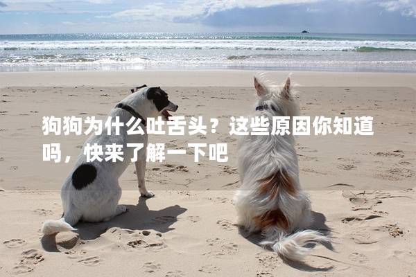 狗狗為什么吐舌頭？這些原因你知道嗎，快來了解一下吧