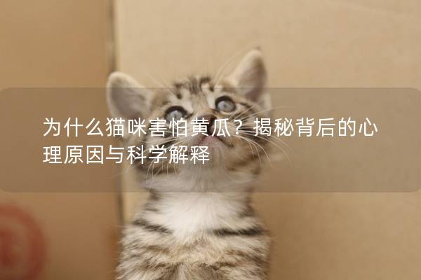 為什么貓咪害怕黃瓜？揭秘背后的心理原因與科學(xué)解釋